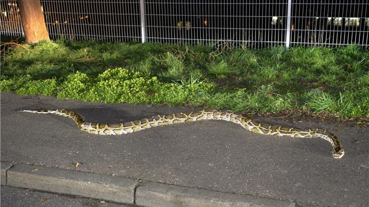 Policija traži zmiju dugu tri metra koja je pobjegla vlasniku, još nije jasno kako je planiraju uloviti