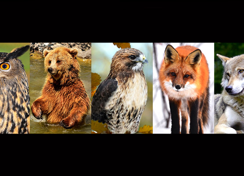 Koja vas od ovih 5 životinja najviše fascinira? Odgovor otkriva puno o vama