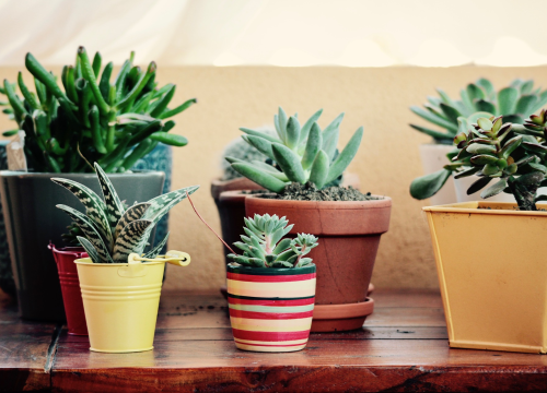 Ne bacajte kosu s četke! Postoji razlog zašto je staviti u teglu s biljkama