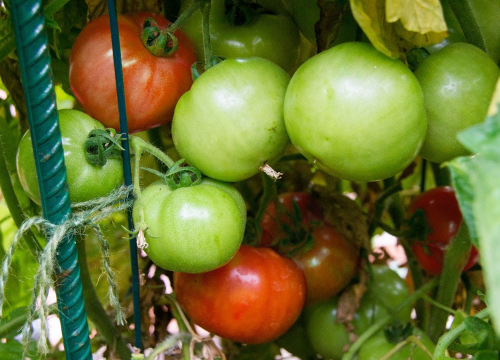 Nije cijeli plod jestiv! 5 namirnica sa skrivenim otrovnim dijelovima