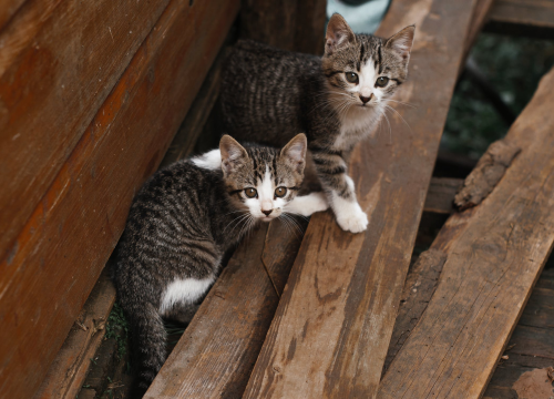 U Tribunju odlučili izaći na kraj s neželjenim mačićima: Platit će kastraciju 50 maca