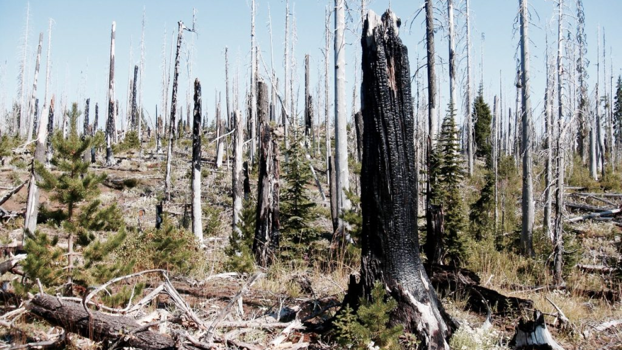 Italija se bori s požarima u zaštićenim područjima
