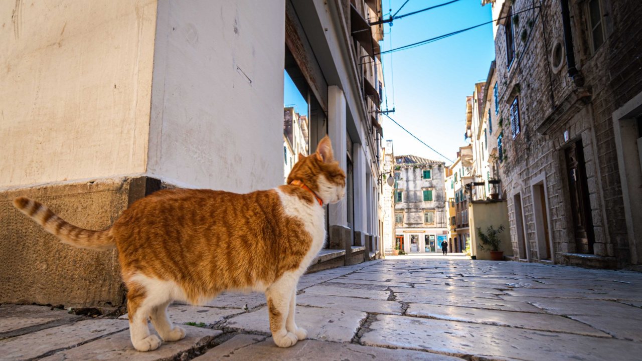 Pet razloga zašto su narančaste mace toliko posebne