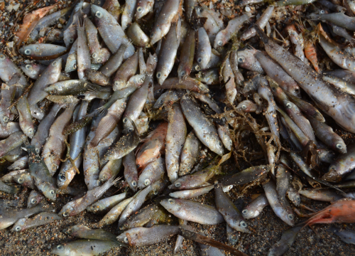 U Španjolskoj tone mrtve ribe, političari krive temperature, znanstvenici lokalnu poljoprivredu