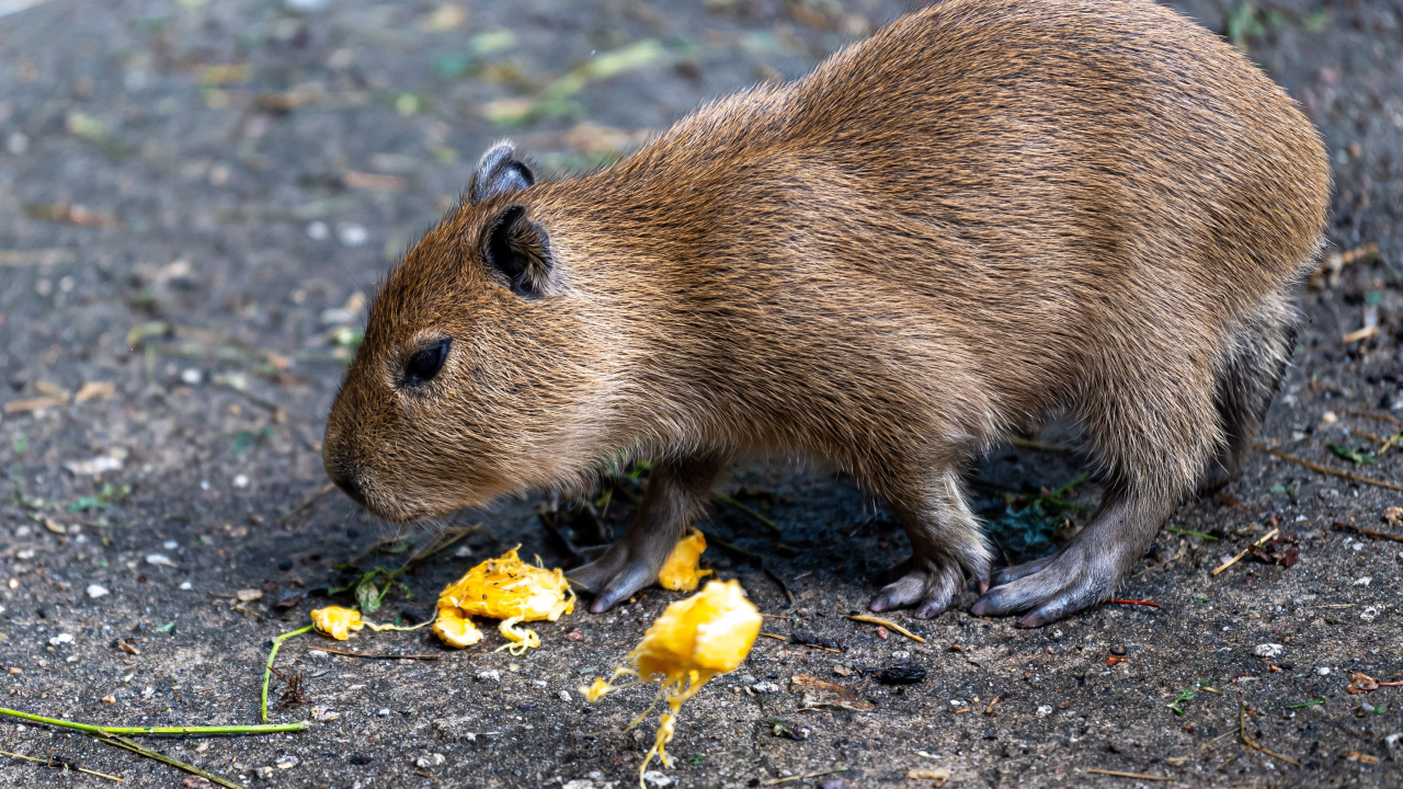 Vodenprasci rade nered u bogatom kvartu Buenos Airesa: Kopaju vrtove i uzrokuju prometne nesreće
