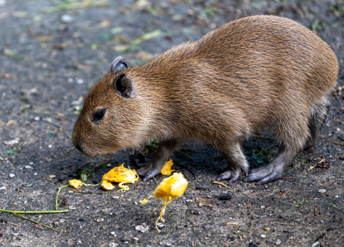 Vodenprasci rade nered u bogatom kvartu Buenos Airesa: Kopaju vrtove i uzrokuju prometne nesreće
