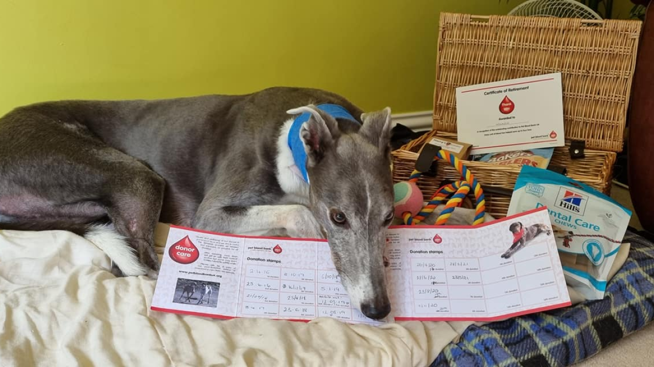 Ovaj je hrt donirao krv 23 puta i tako spasio 88 pasa, sada ide u zasluženu mirovinu