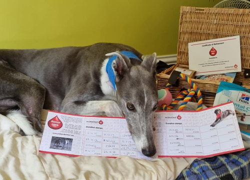 Ovaj je hrt donirao krv 23 puta i tako spasio 88 pasa, sada ide u zasluženu mirovinu