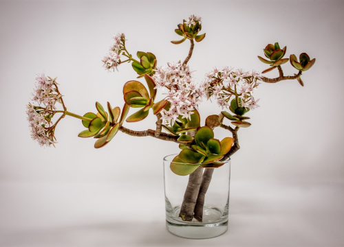 Drvo žada ili drvo novca: Otporni sukulent koji ne traži puno vode