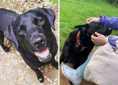 Izašao na spoj i saznao da je djevojka bila vlasnica njegovog labrador