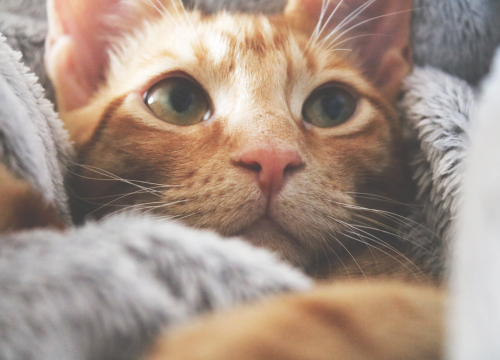 Zašto mačke obožavaju spavati s vama u krevetu? Evo nekoliko razloga