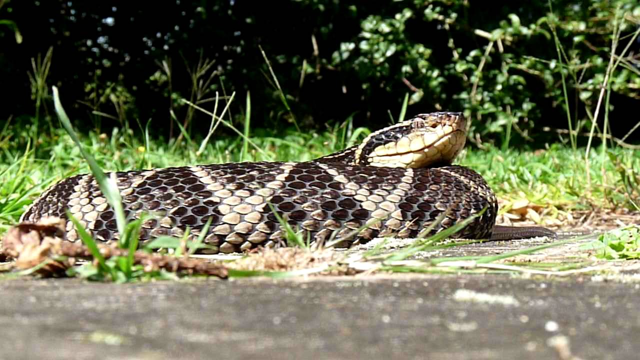 Otrov brazilske zmije potencijalni prvi korak prema lijeku protiv covida