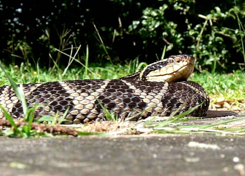 Otrov brazilske zmije potencijalni prvi korak prema lijeku protiv covida