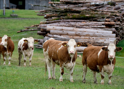 Planinar umro u Austriji nakon što su ga pregazile krave