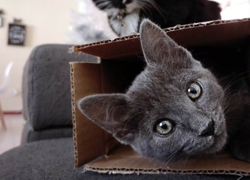 Znanstvenici proučavali tisuće mačaka i zaključili: Ovo je glavnih 7 osobina