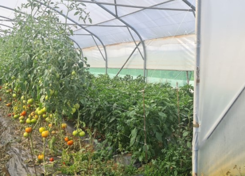 Fotografija 10 - Župan Marko Jelić obišao poljoprivrednike u Biskupiji, Erveniku i Kistanjama