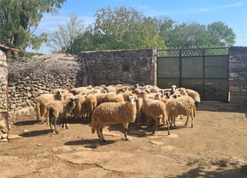 Fotografija 7 - Župan Marko Jelić obišao poljoprivrednike u Biskupiji, Erveniku i Kistanjama