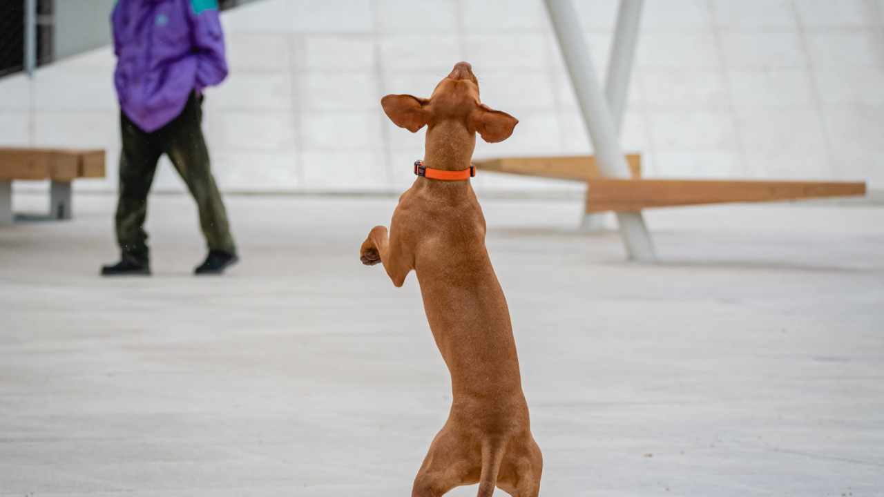 Psi mogu unaprijed nanjušiti epileptički napadaj