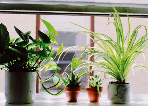 Ovih sedam biljaka tjeraju pauke i druge insekte iz vašeg doma