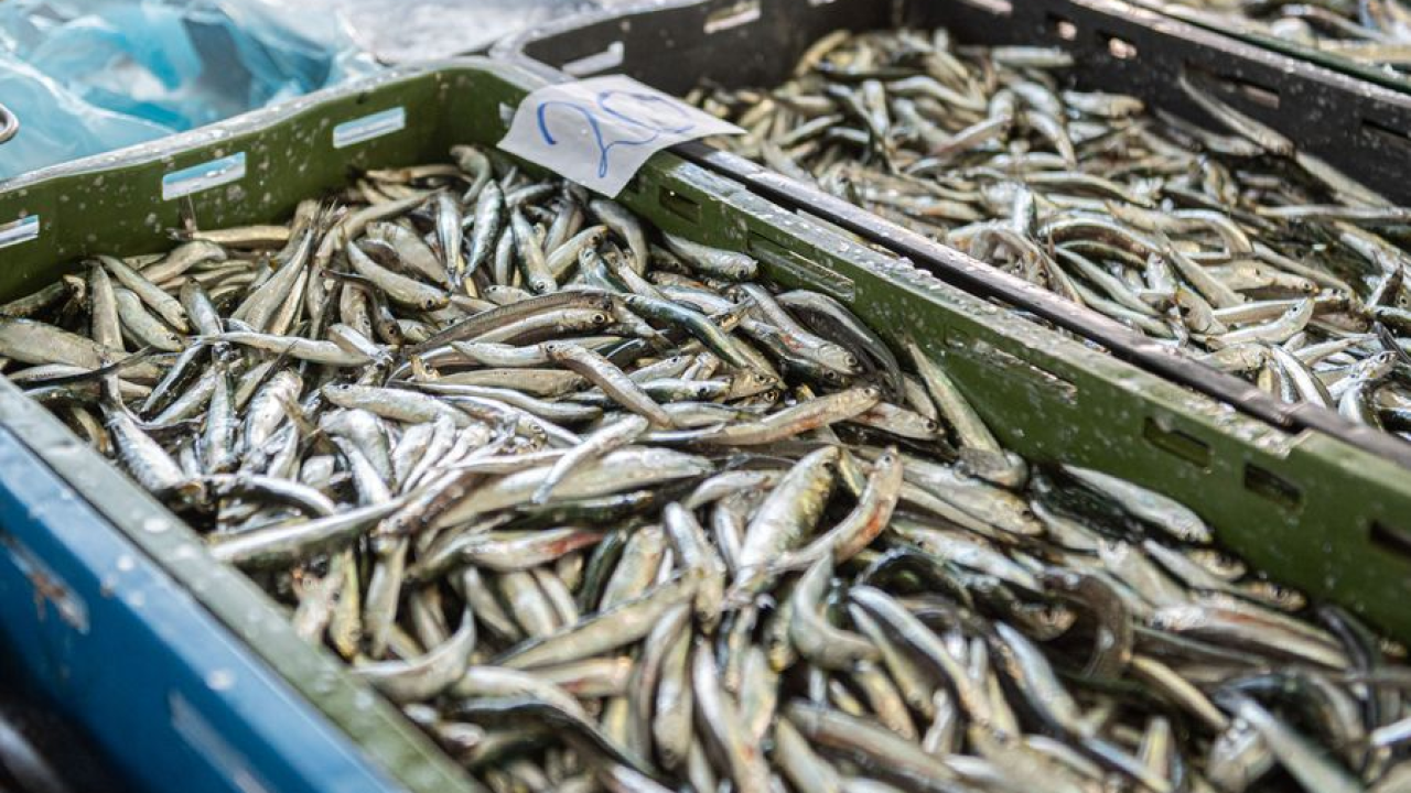 Najzdravije vrste riba koje možete pronaći na hrvatskim tržnicama