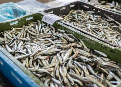 Najzdravije vrste riba koje možete pronaći na hrvatskim tržnicama