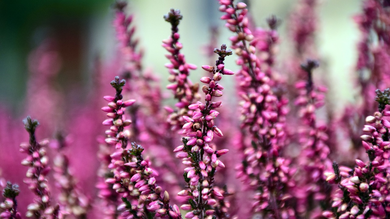 Šaren balkon i ujesen: Ovom raskošnom cvijetu hladnoća ne može ništa
