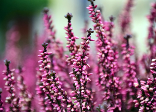 Šaren balkon i ujesen: Ovom raskošnom cvijetu hladnoća ne može ništa