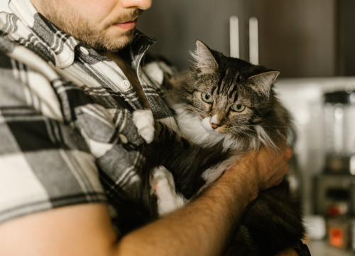 Mlijeko, avokado, luk, čokolada... Pogledajte koje sve namirnice vaša mačka nikad ne bi trebala pojesti