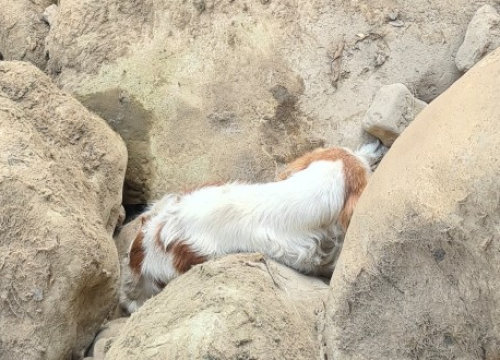 Drniški vatrogasci iz kanjona Čikole spasili psa koji je danima cvilio zaglavljen među stijenama