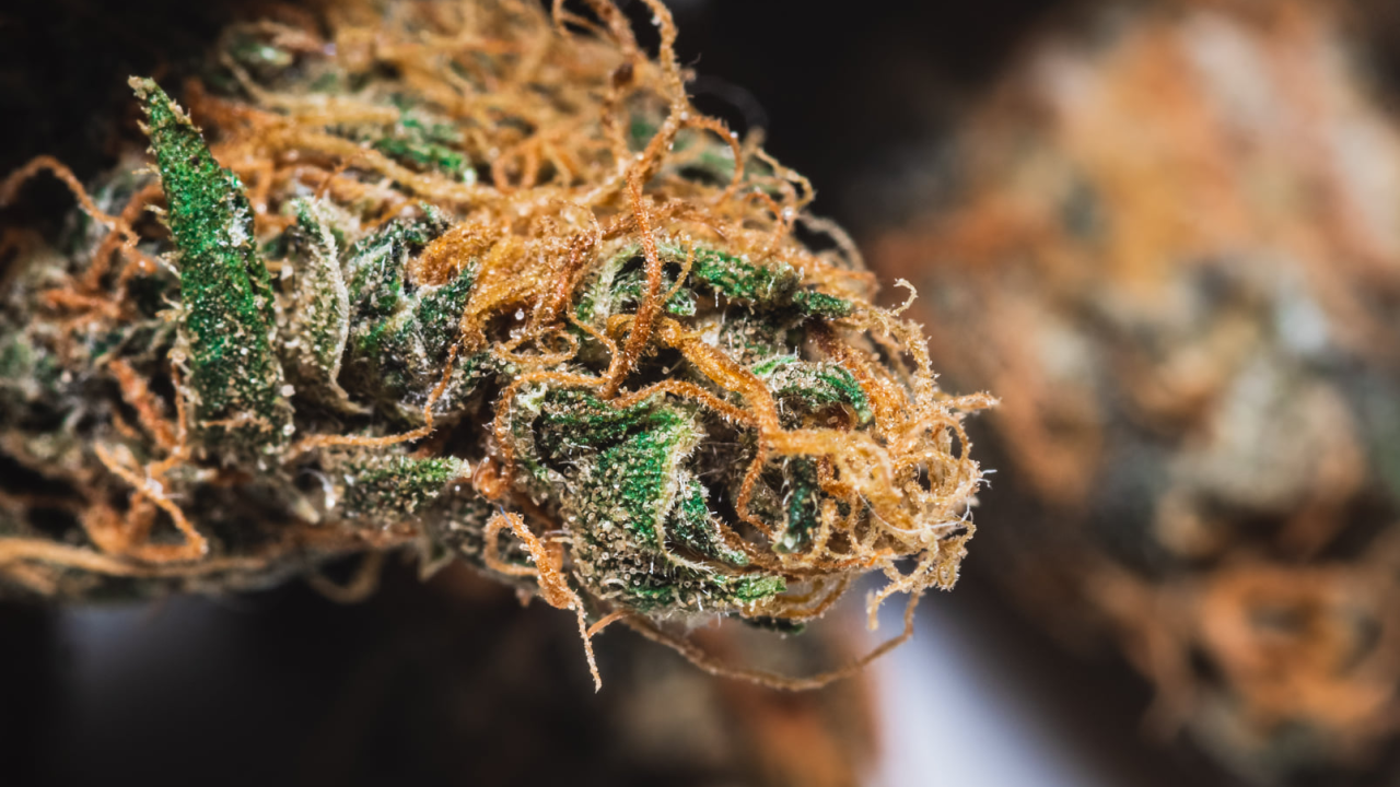 Kompanije prestaju s testiranjem zaposlenika na marihuanu jer ne mogu pronaći radnike