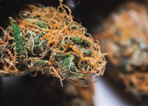 Kompanije prestaju s testiranjem zaposlenika na marihuanu jer ne mogu pronaći radnike