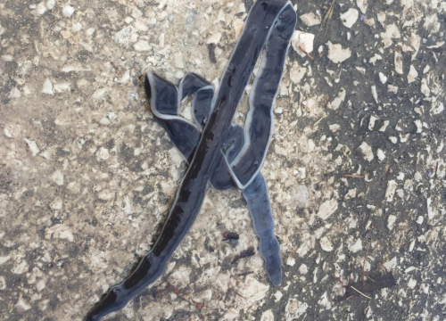 U Grebaštici pronađeno neobično morsko stvorenje: 'Nitko se ne sjeća da je vidio nešto slično'