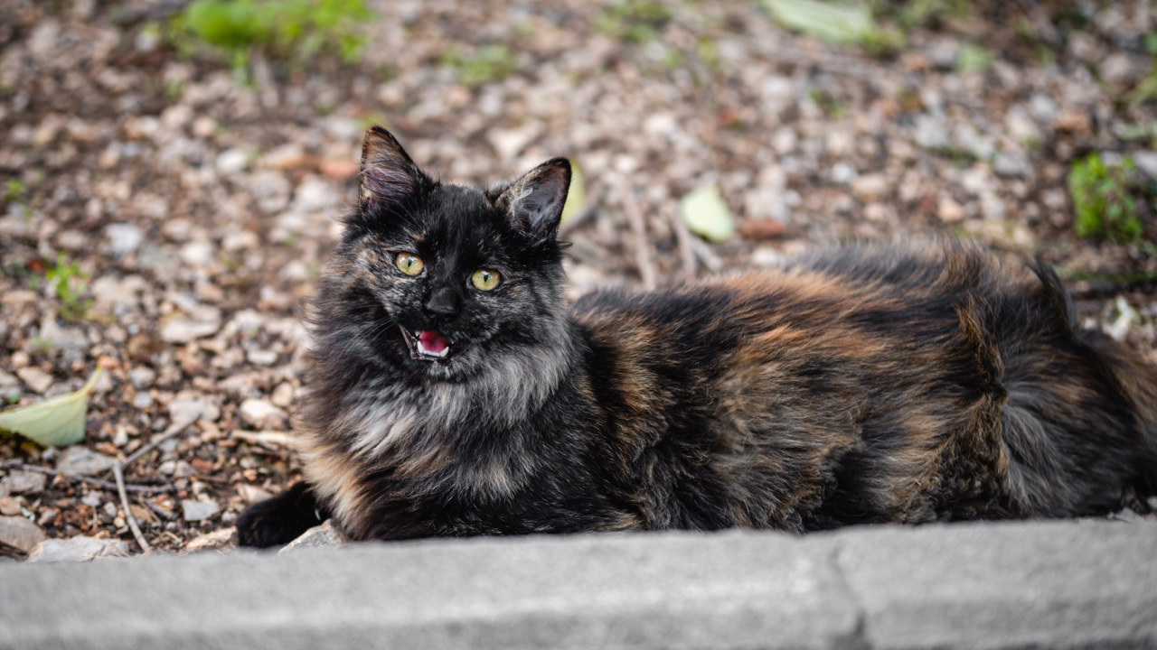 Šibenske šape imaju kampanju za kastraciju maca, donirajte im koju kunu jer su dosad spriječili na tisuće neželjenih legla