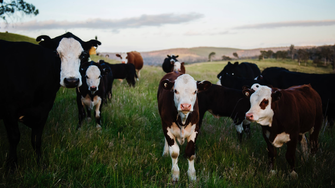 Krave pobjegle pa cijelu noć gazile po tuđem povrću i polomile grane maslina, šteta je prilično velika