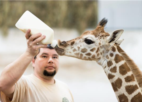 U kubanskom ZOO-u više mladunčadi zahvaljujući karanteni