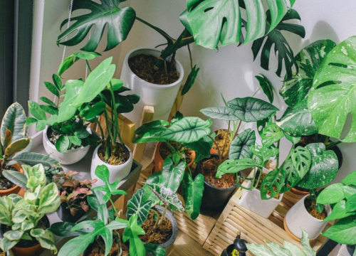 Uporne, otporne i prekrasne: Ukrasne biljke koje će preživjeti jesen i zimu