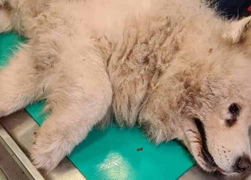 U Zagrebu pronađen pas u strašnom stanju, vlasnica: Ima važnijih stvari od njega o kojima bi trebali pisati'