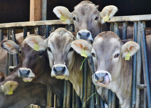 Kako spriječiti krave da ispuštaju vjetrove? Metan je ogroman problem u atmosferi