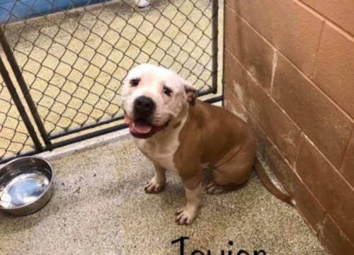 Prestrašno: Roditelji ostavili psa u azilu da kazne sina koji nije htio učiti!