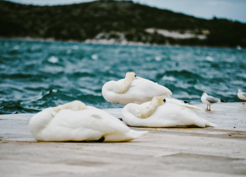 Jako jugo smeta svima: Labudovi se prebacili na rivu, nema odmora na uzburkanom moru