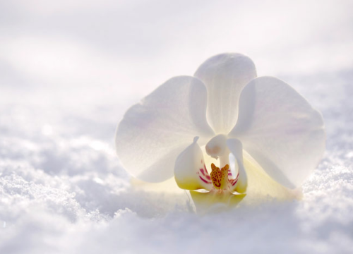 Tjedni horoskop: Najsretniji znakovi će biti Strijelac, Bik i Vaga