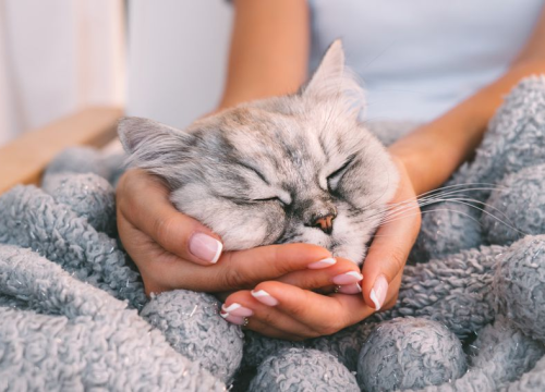 12 znakova kojima vam mačka pokazuje svoju ljubav