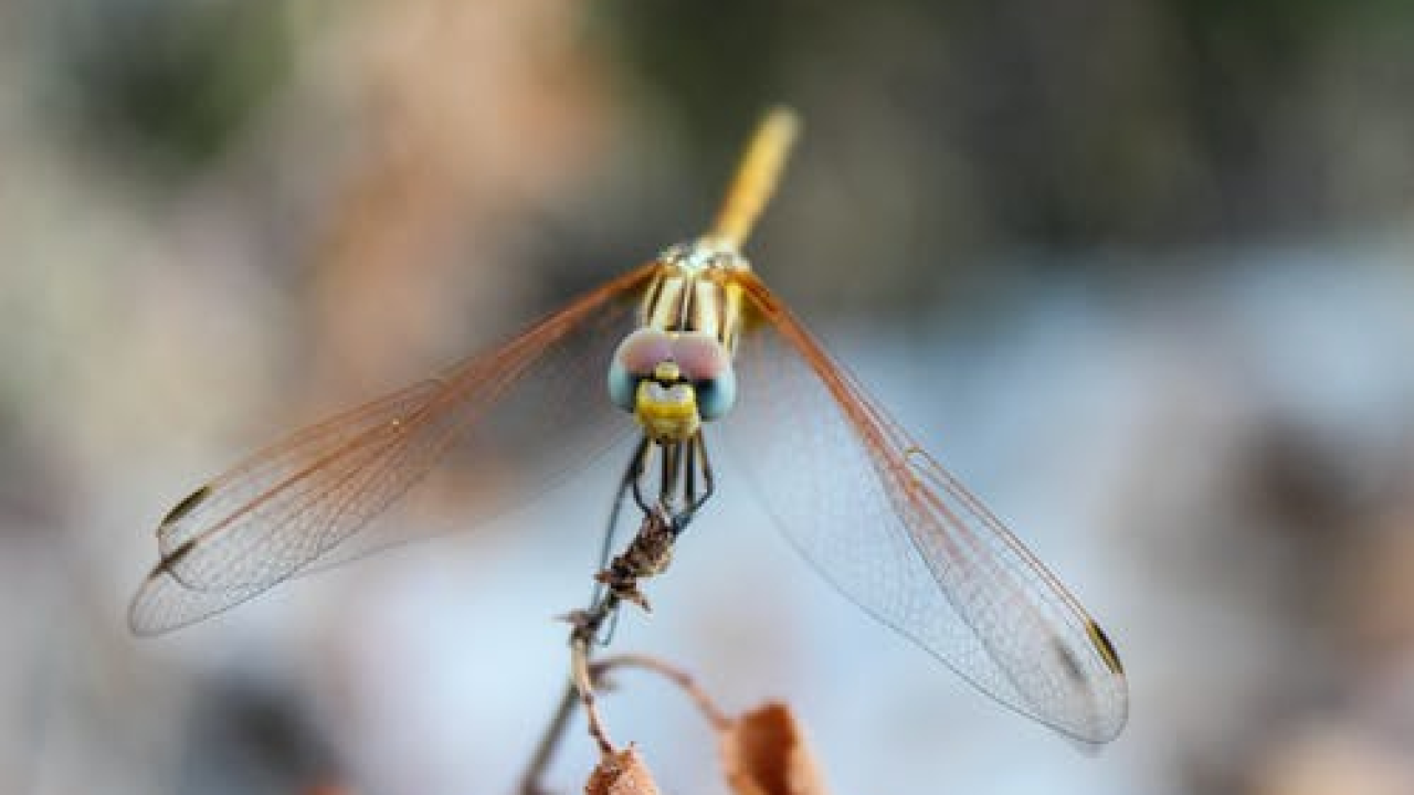 Objavljen novi popis vrsta kojima prijeti izumiranje: Vilinski konjic među čak 11 tisuća ugroženih
