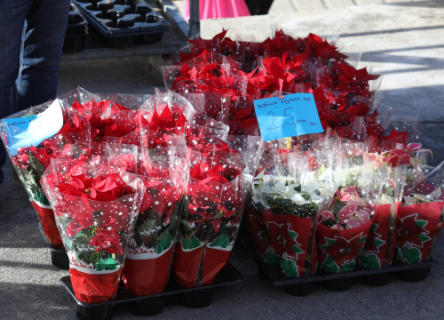 Božićne zvijezde zacrvenile šibensku pijacu: Donosimo sve trikove kako pravilno brinuti o njima da bi doživjele i sljedeće blagdane