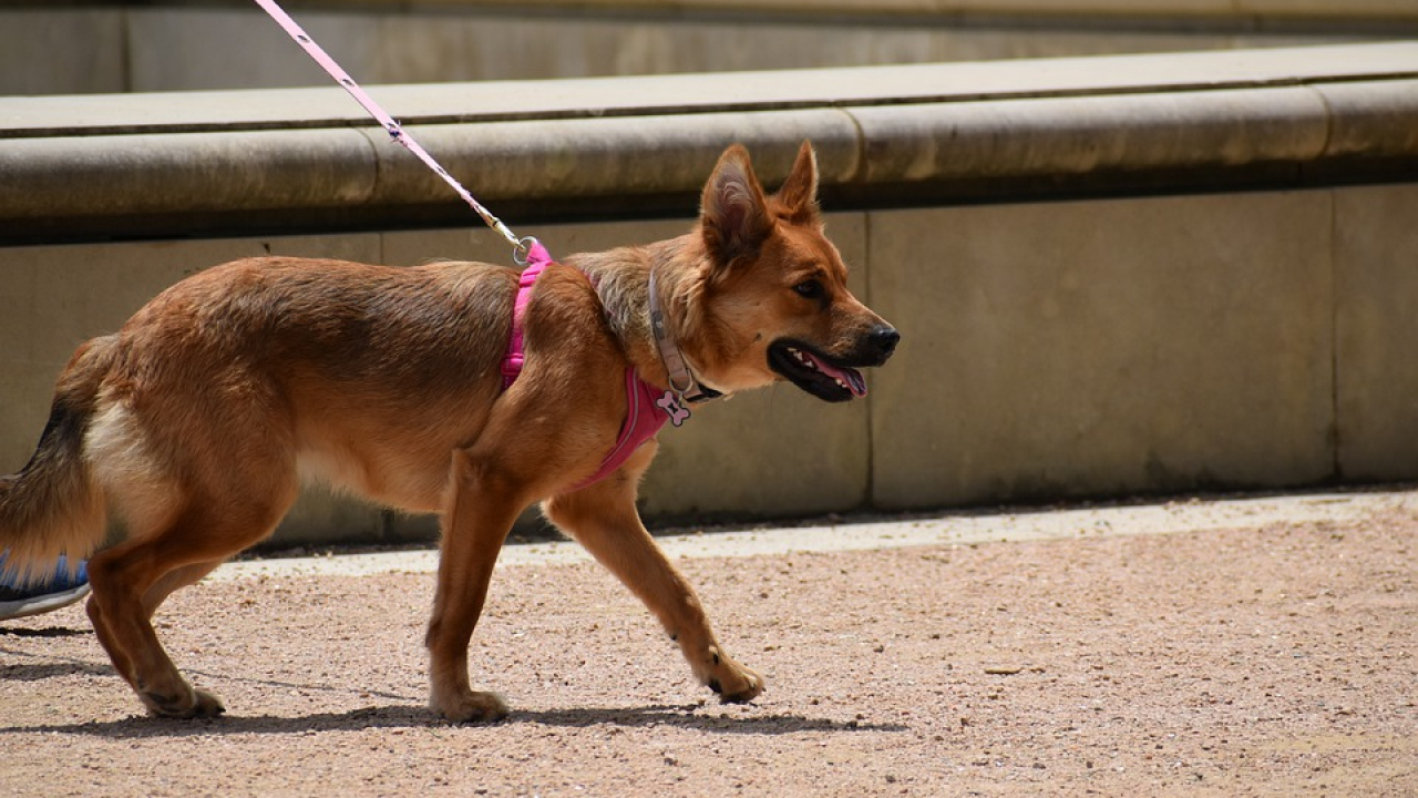 U Bijelu kuću stigao novi stanar, štene njemačkog ovčara Commander