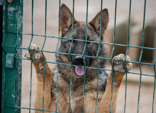 Fotografija 2 - Reportaža iz As-Eka: Malik, Mrva, Lisac, Stela... i oni bi s nekim ušli u Novu godinu!