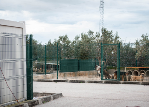 Fotografija 3 - Reportaža iz As-Eka: Malik, Mrva, Lisac, Stela... i oni bi s nekim ušli u Novu godinu!