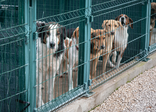Fotografija 5 - Reportaža iz As-Eka: Malik, Mrva, Lisac, Stela... i oni bi s nekim ušli u Novu godinu!