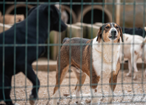 Fotografija 4 - Reportaža iz As-Eka: Malik, Mrva, Lisac, Stela... i oni bi s nekim ušli u Novu godinu!