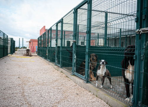 Fotografija 7 - Reportaža iz As-Eka: Malik, Mrva, Lisac, Stela... i oni bi s nekim ušli u Novu godinu!